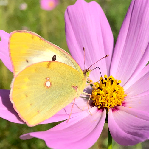 護法山正雲寺 会津本山 正雲寺は誰もが気持ちよく集える「みんなのお寺」です。 悩みを相談する
