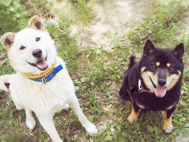 護法山正雲寺 会津本山 正雲寺は誰もが気持ちよく集える「みんなのお寺」です。 ペットのご供養