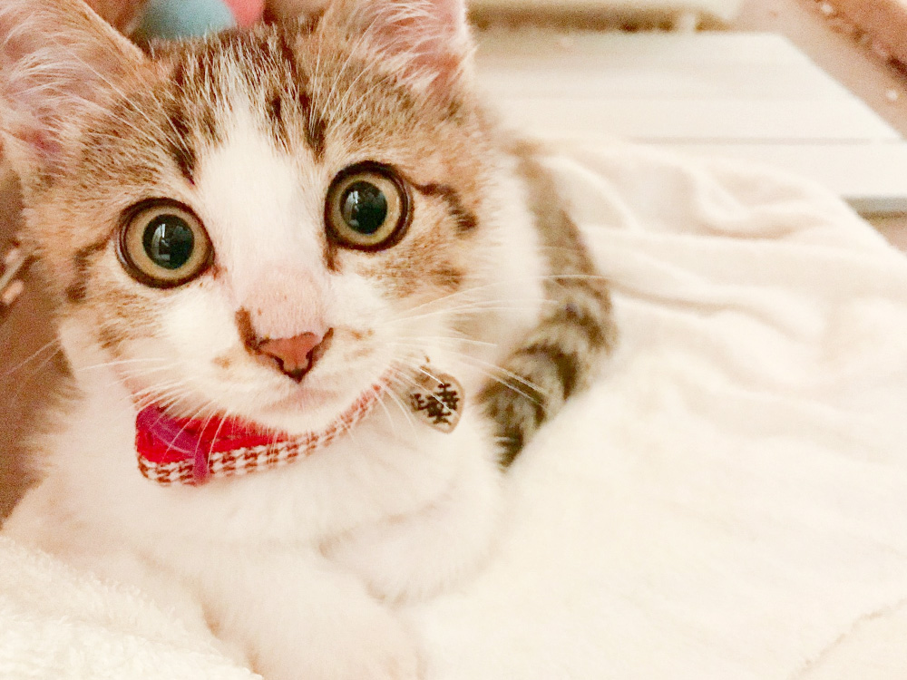 ペットのご供養 護法山正雲寺 会津本山